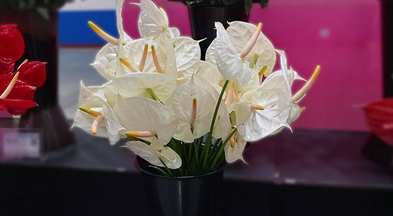 火鶴花 香檳 (圖片2)