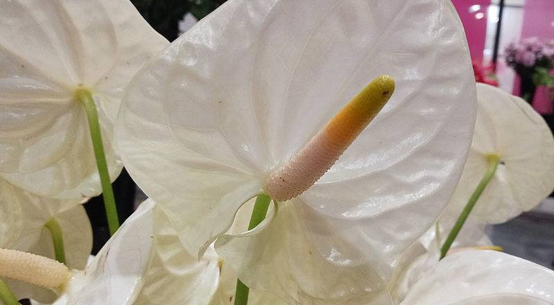 火鶴花 香檳 (圖片7)