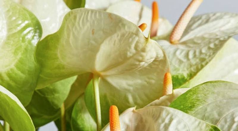 火鶴花 辛巴 (圖片1)