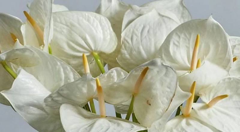 火鶴花 月亮女神 (圖片1)