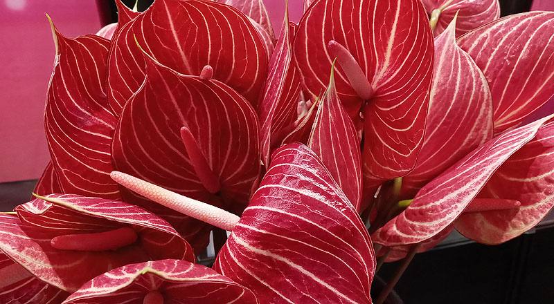 火鶴花 咖啡條紋 (圖片3)