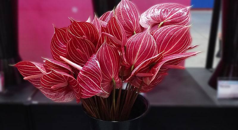 火鶴花 咖啡條紋 (圖片1)