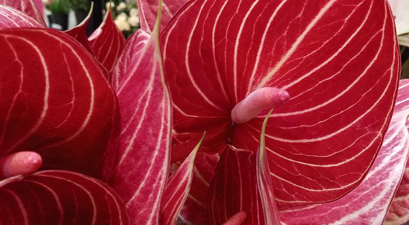 火鶴花 咖啡條紋 (圖片6)