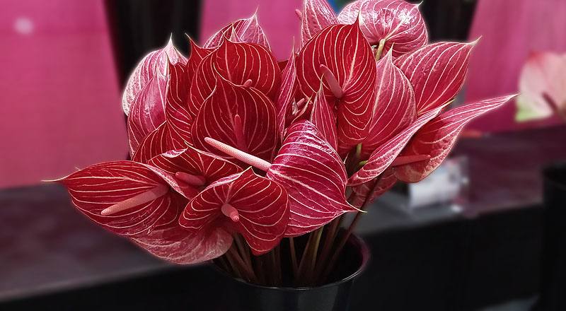 火鶴花 咖啡條紋 (圖片2)