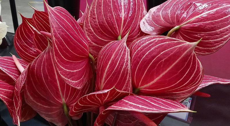 火鶴花 咖啡條紋 (圖片4)