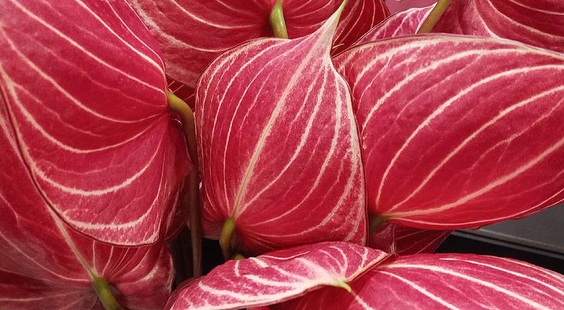 火鶴花 咖啡條紋 (圖片7)