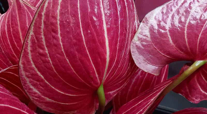 火鶴花 咖啡條紋 (圖片8)