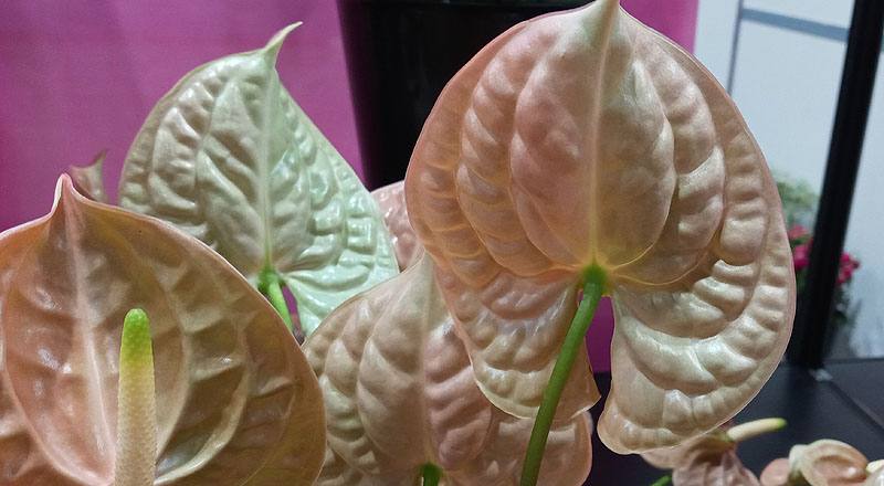 火鶴花 大地 (圖片6)