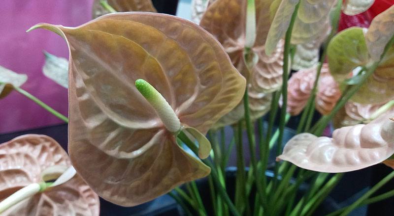 火鶴花 大地 (圖片5)