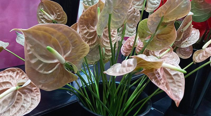 火鶴花 大地 (圖片3)