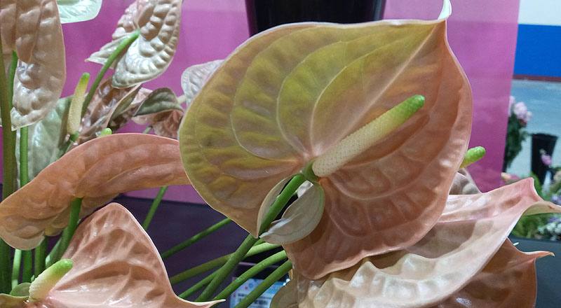 火鶴花 大地 (圖片7)