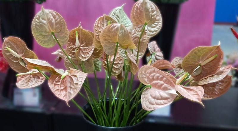 火鶴花 大地 (圖片2)