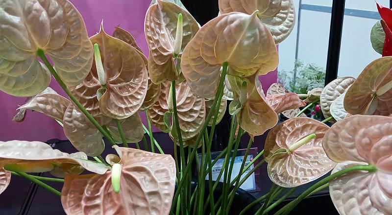 火鶴花 大地 (圖片4)