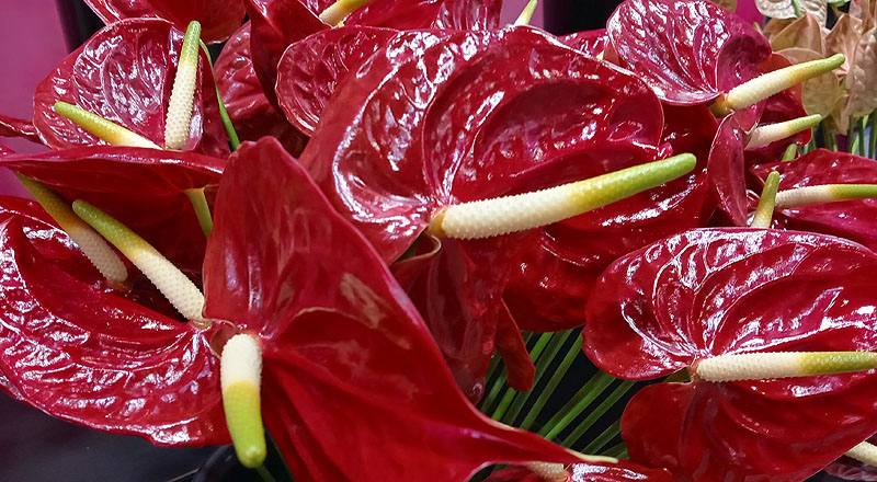 火鶴花 黑珍珠 (圖片4)