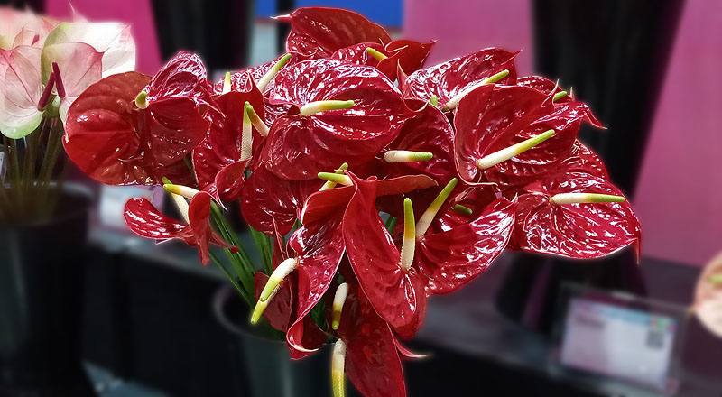 火鶴花 黑珍珠 (圖片2)