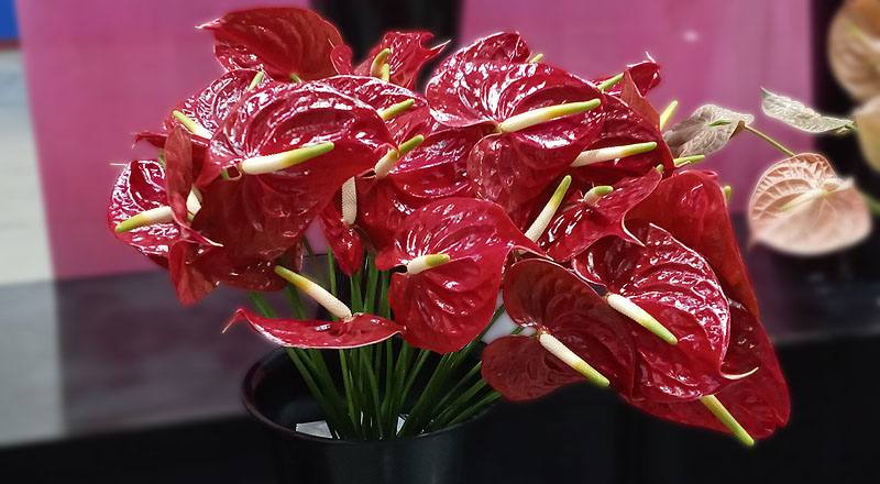 火鶴花 黑珍珠 (圖片1)