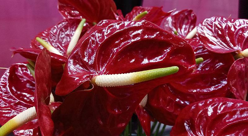 火鶴花 黑珍珠 (圖片5)