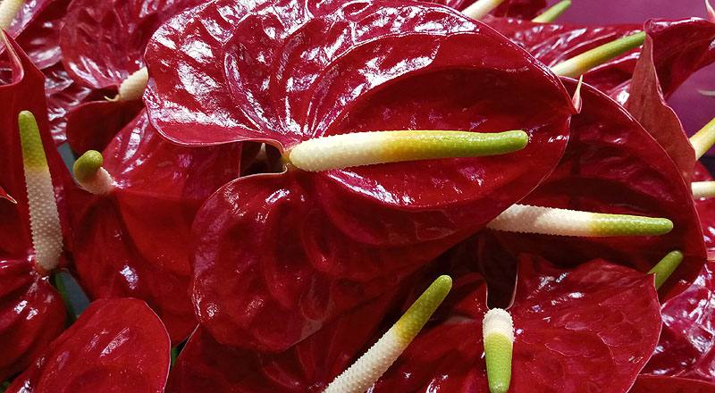 火鶴花 黑珍珠 (圖片6)