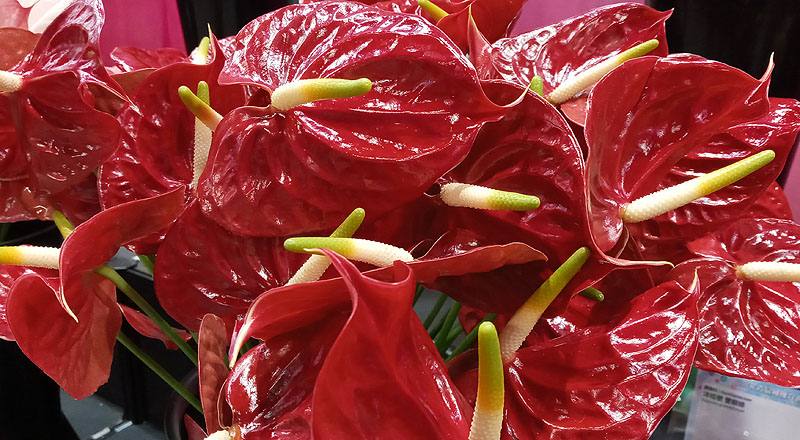 火鶴花 黑珍珠 (圖片3)