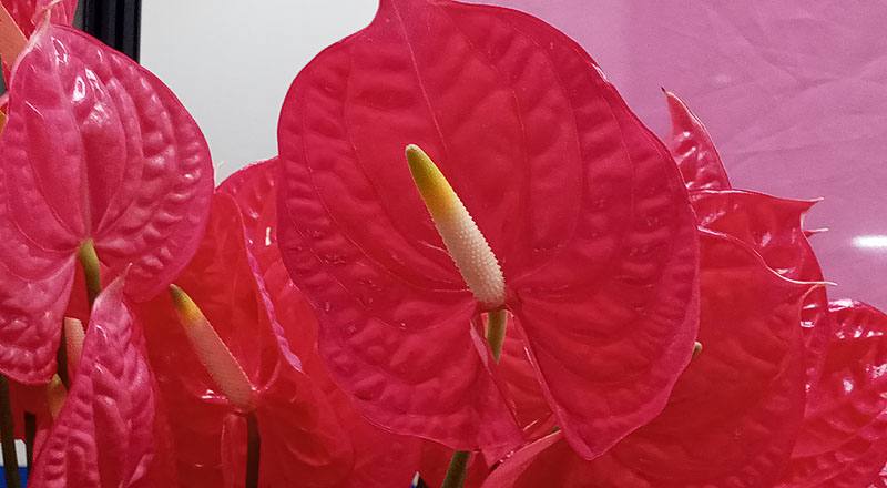 火鶴花 艾維特 (圖片3)