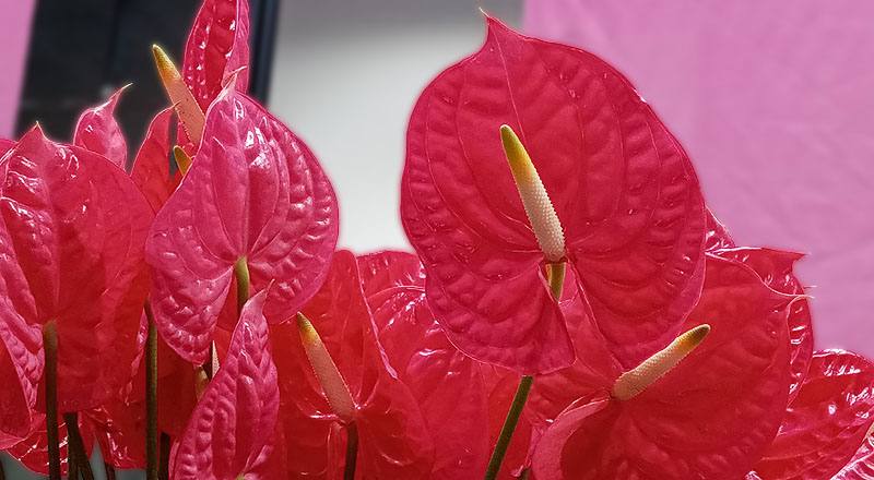 火鶴花 艾維特 (圖片2)