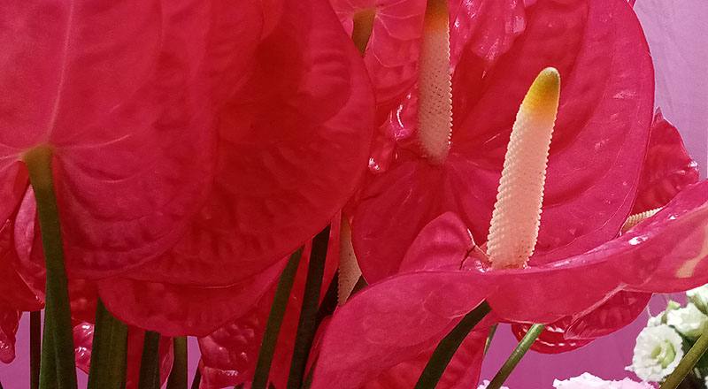 火鶴花 艾維特 (圖片4)