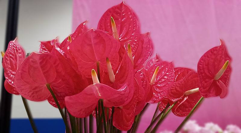 火鶴花 艾維特 (圖片1)