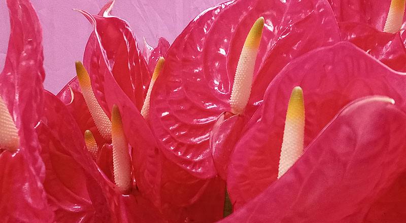 火鶴花 艾維特 (圖片5)