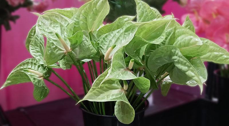 火鶴花 青山 (圖片1)