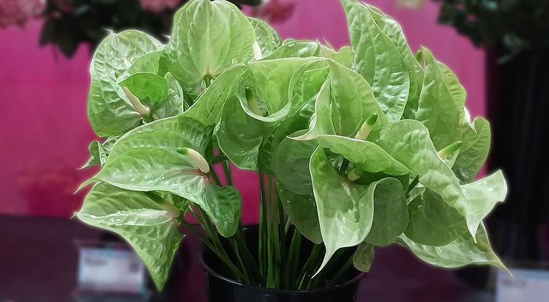 火鶴花 青山 (圖片2)