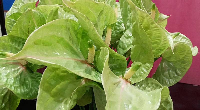 火鶴花 青山 (圖片3)