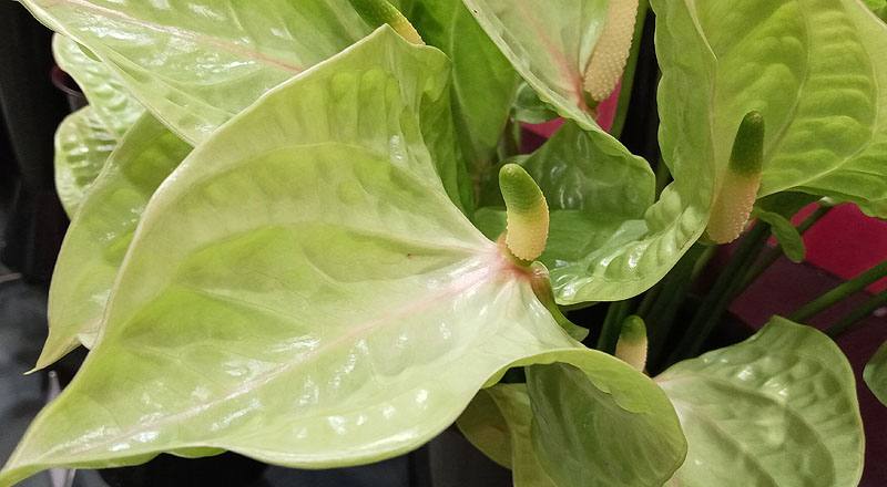 火鶴花 青山 (圖片7)