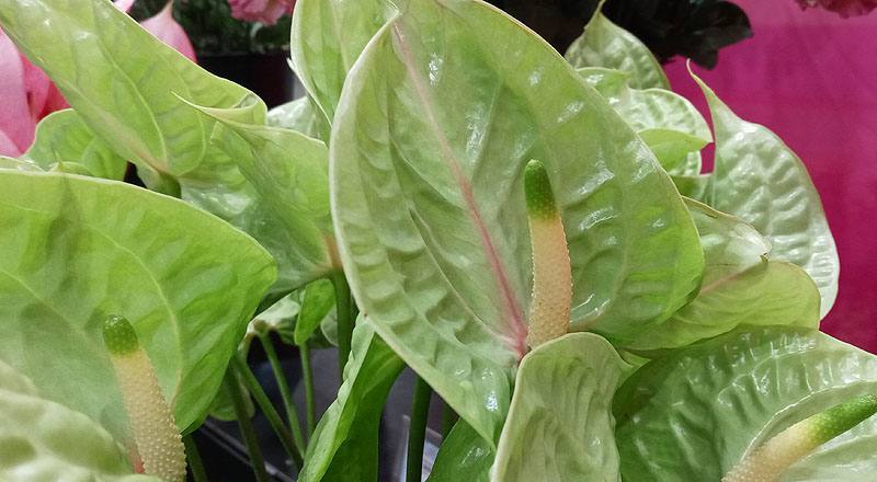 火鶴花 青山 (圖片6)