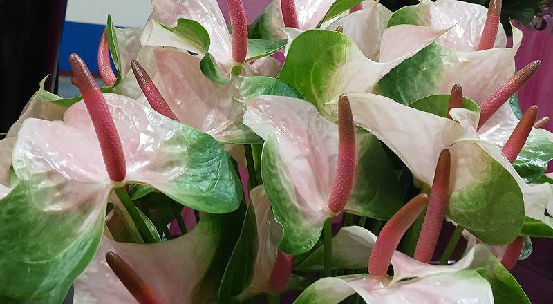 火鶴花 春嬌 (圖片3)