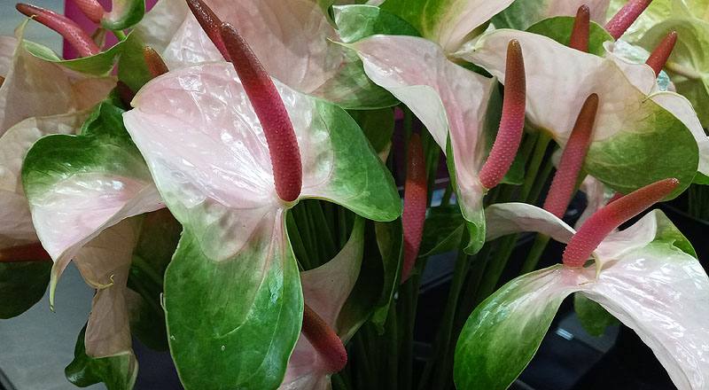 火鶴花 春嬌 (圖片6)