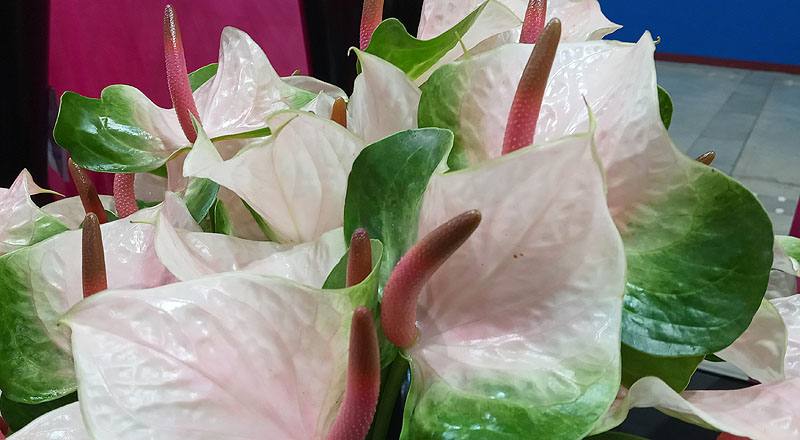 火鶴花 春嬌 (圖片4)