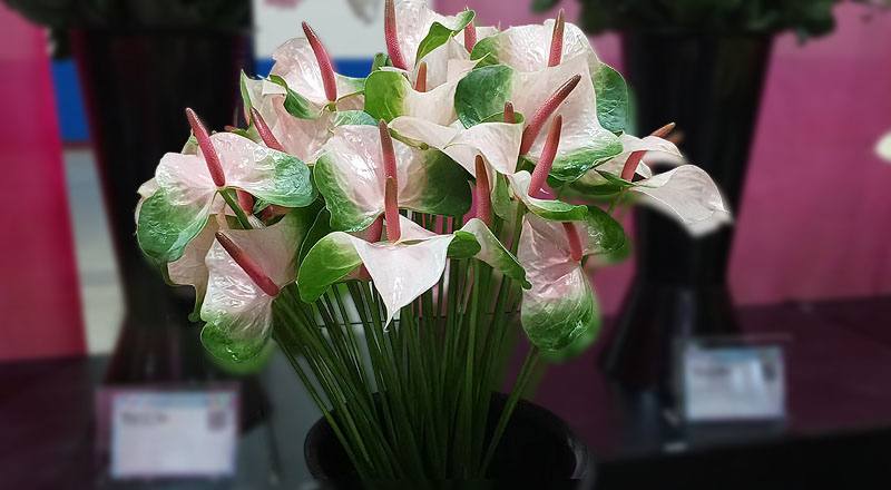 火鶴花 春嬌 (圖片1)