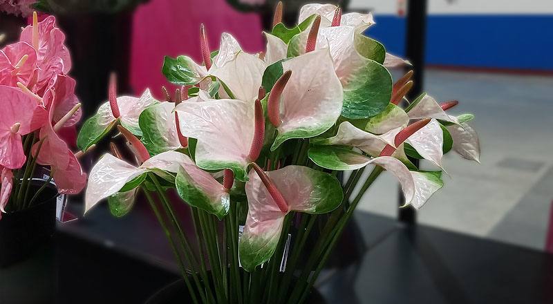 火鶴花 春嬌 (圖片2)