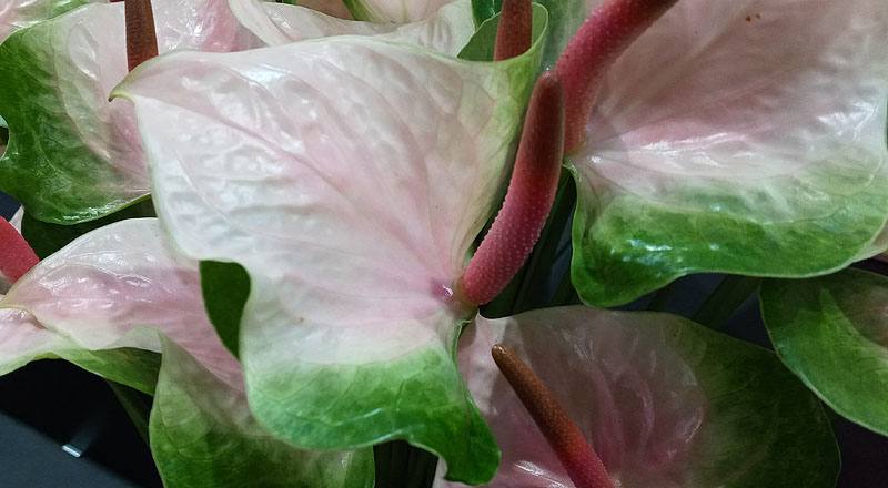 火鶴花 春嬌 (圖片8)