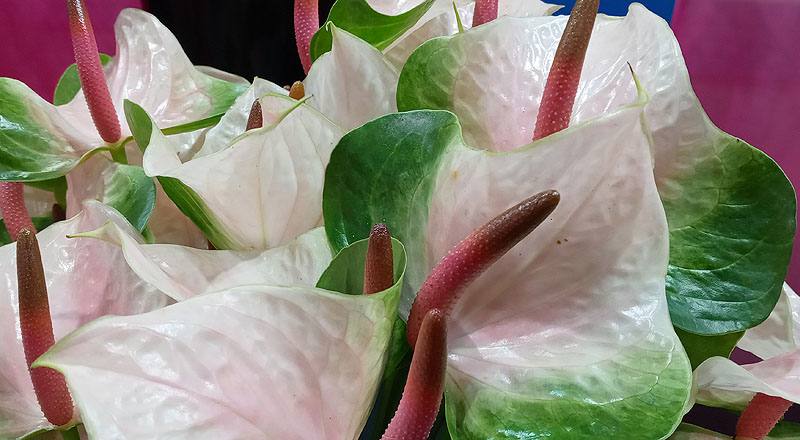 火鶴花 春嬌 (圖片5)