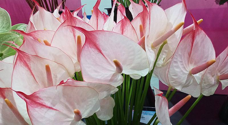 火鶴花 柔情 (圖片2)