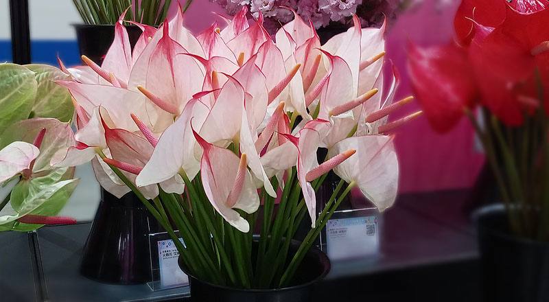 火鶴花 柔情 (圖片1)