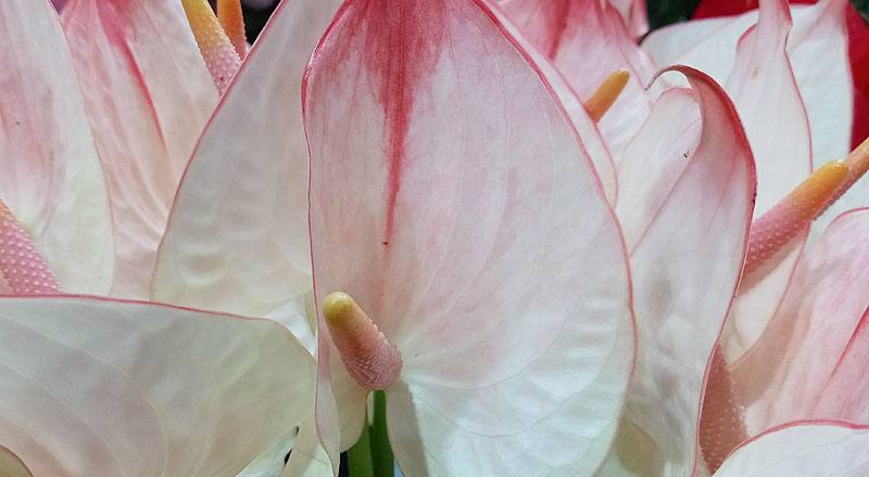 火鶴花 柔情 (圖片4)