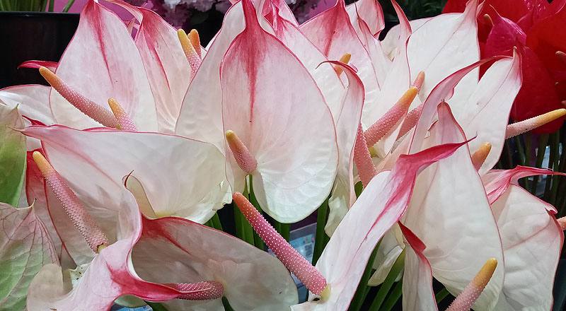 火鶴花 柔情 (圖片3)