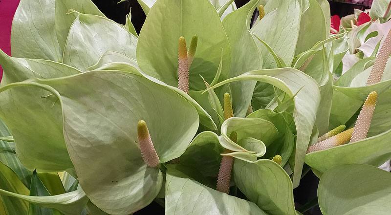 火鶴花 秋香 實拍圖片3