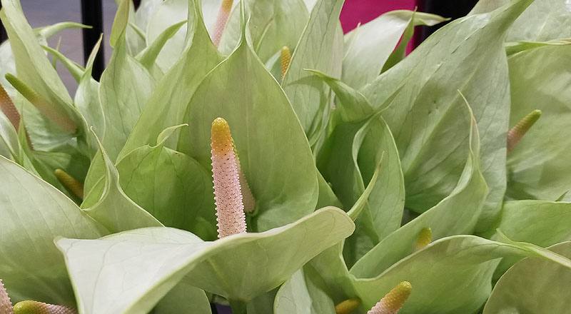 火鶴花 秋香 實拍圖片4