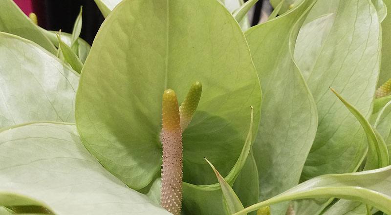 火鶴花 秋香 實拍圖片5