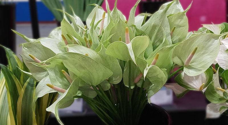 火鶴花 秋香 實拍圖片1