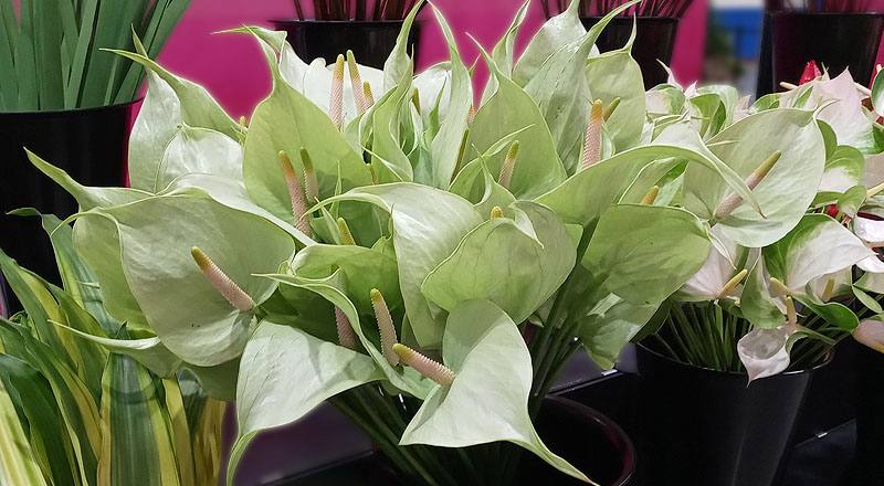 火鶴花 秋香 實拍圖片2