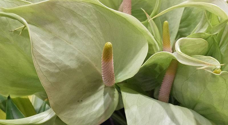 火鶴花 秋香 實拍圖片6